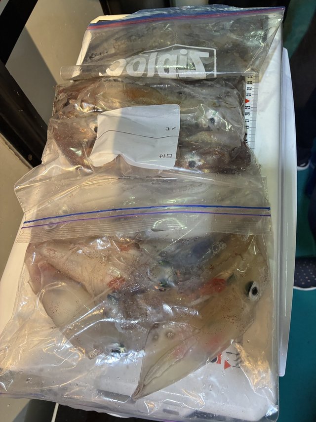 アカイカ(ケンサキイカ)