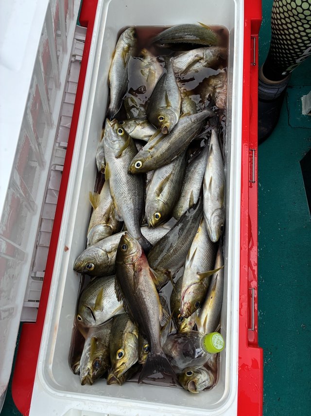 イサギ(イサキ)