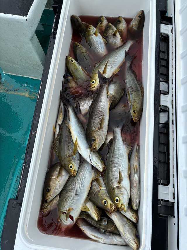 イサギ(イサキ)