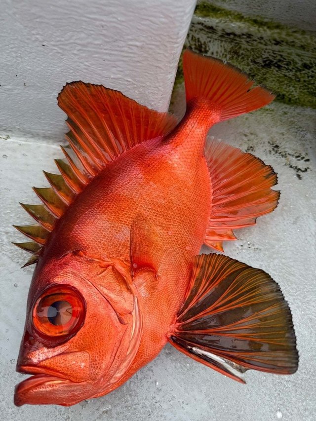 キントキ(チカメキントキ)