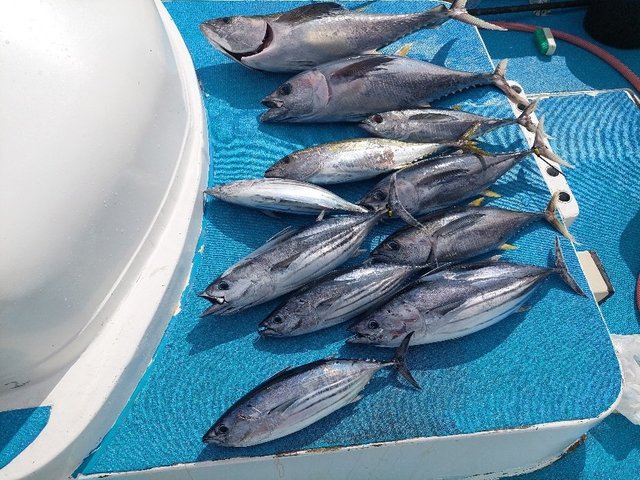 キメジ(キハダ)・カツオ