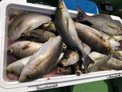 イサギ(イサキ)