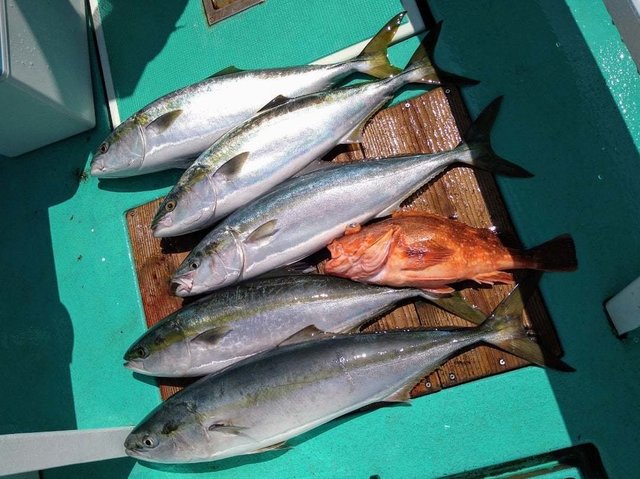 サンパク(ブリ)・ウッカリカサゴ