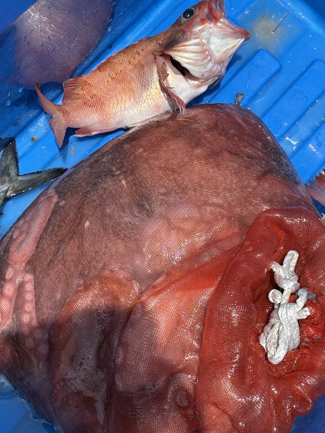 アカムツ・タコ(マダコ)