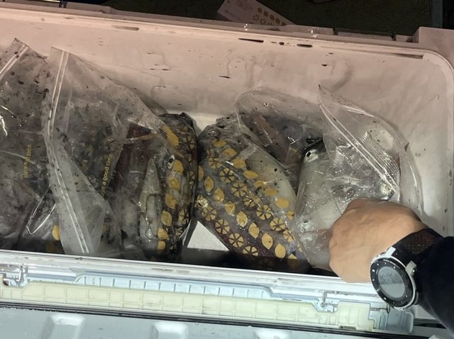 イカ(ケンサキイカ)