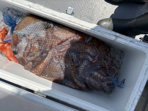 ヤナギダコ(ミズダコ)