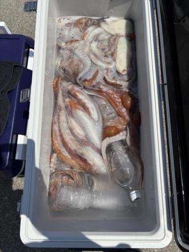 ヤナギダコ(ミズダコ)