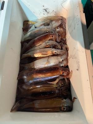 アカイカ(ケンサキイカ)・スルメイカ