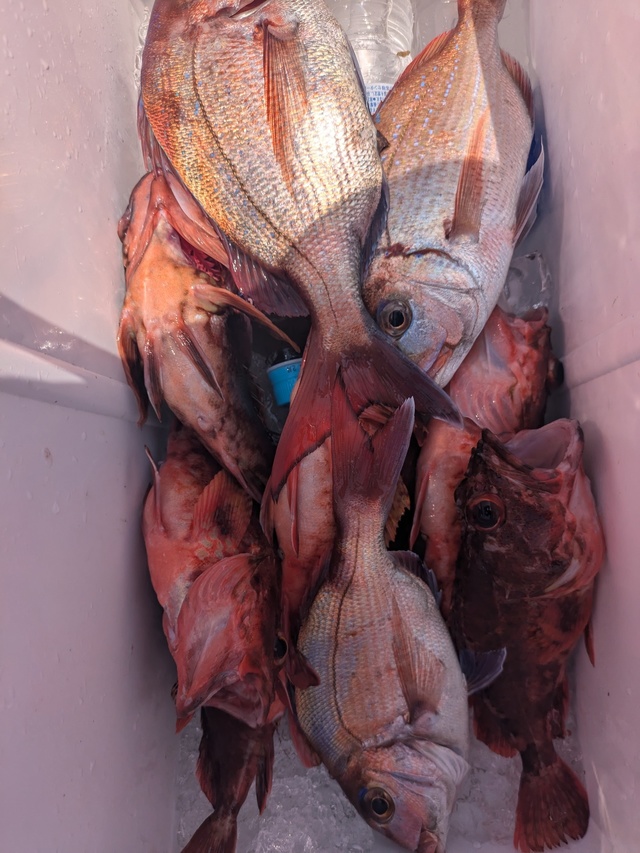 マダイ・カサゴ