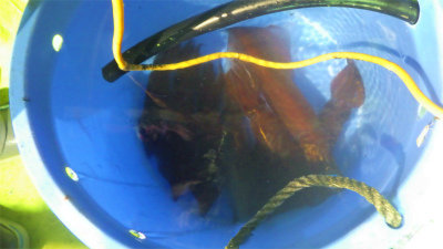 アカイカ(ケンサキイカ)