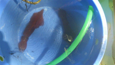 アカイカ(ケンサキイカ)