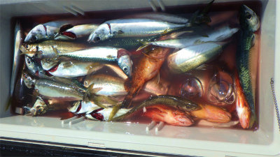 アジ(マアジ)・ウッカリカサゴ・サバ(ゴマサバ)