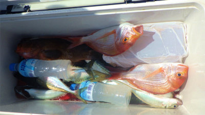 レンコダイ(キダイ)・アジ(マアジ)・ウッカリカサゴ