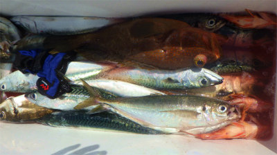 キジハタ・アジ(マアジ)・ウッカリカサゴ