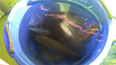 アカイカ(ケンサキイカ)