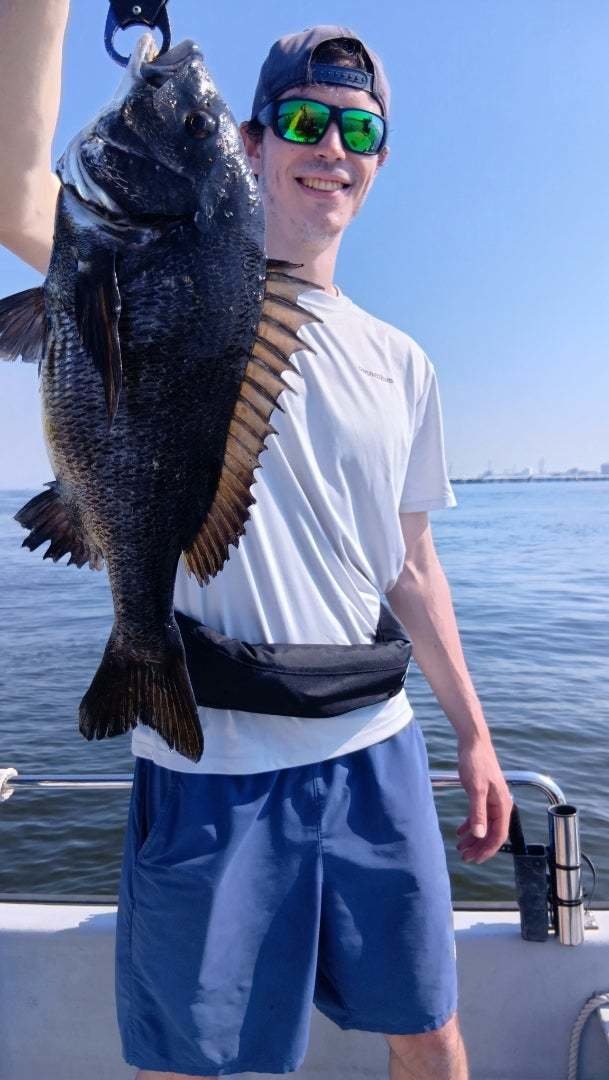 チヌ(クロダイ)