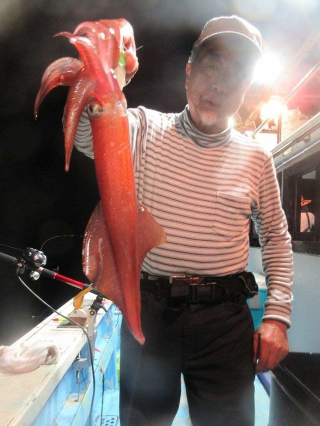 マイカ(ケンサキイカ)