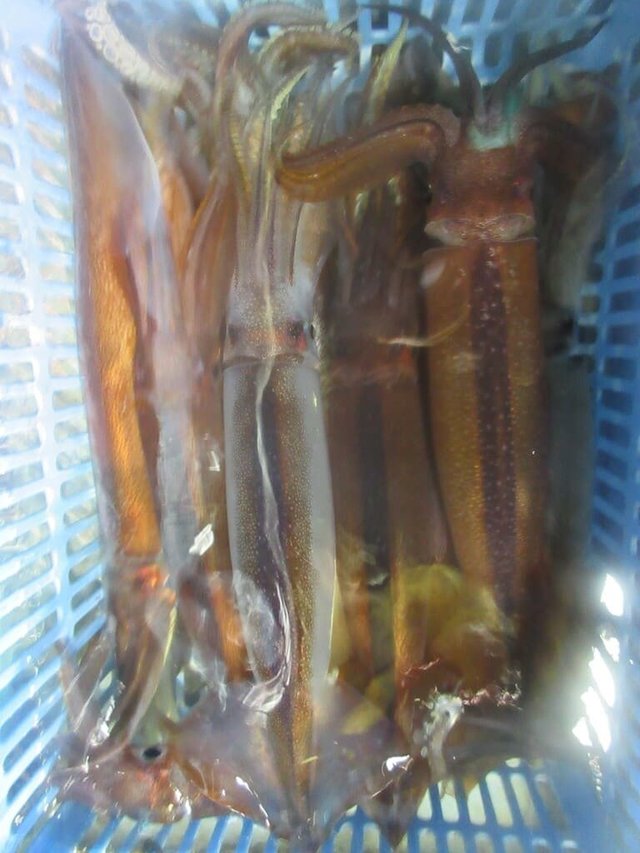 スルメイカ・マイカ(ケンサキイカ)