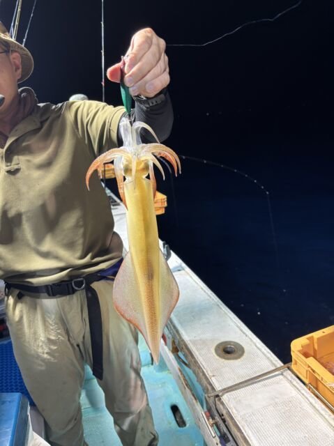 マイカ(ケンサキイカ)