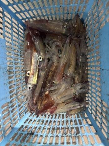 マイカ(ケンサキイカ)