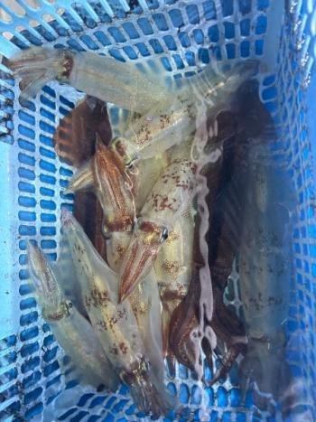 マイカ(ケンサキイカ)