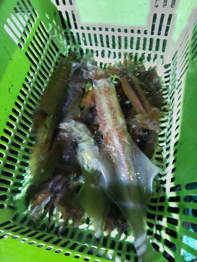 シロイカ(ケンサキイカ)・スルメ(スルメイカ)