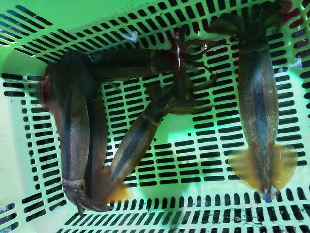 スルメ(スルメイカ)