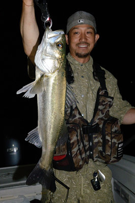 シーバス(スズキ)