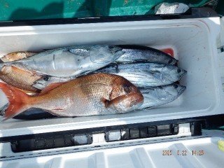 マダイ・カツオ