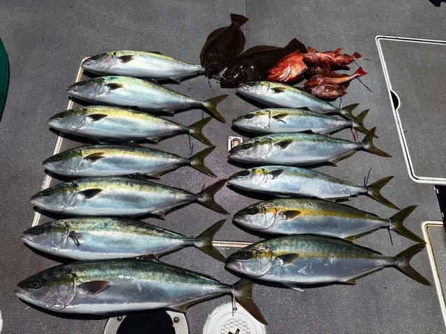 ハマチ(ブリ)・カサゴ・ヒラメ