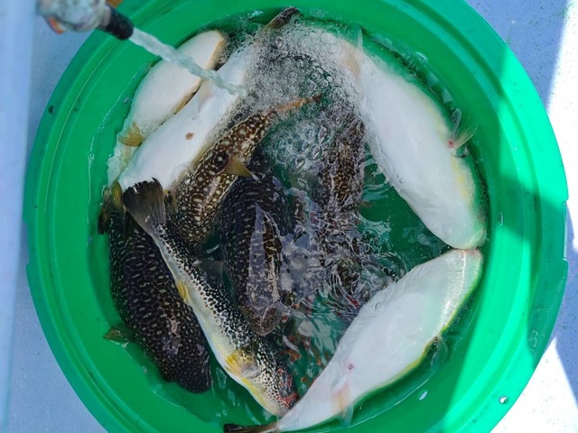 ショウサイフグ