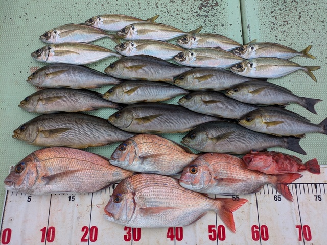 タイ(マダイ)・チダイ・アジ(マアジ)・イサギ(イサキ)