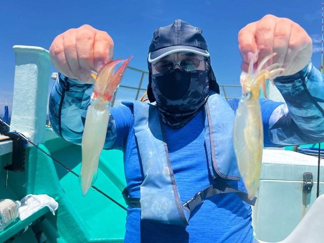 マルイカ(ケンサキイカ)