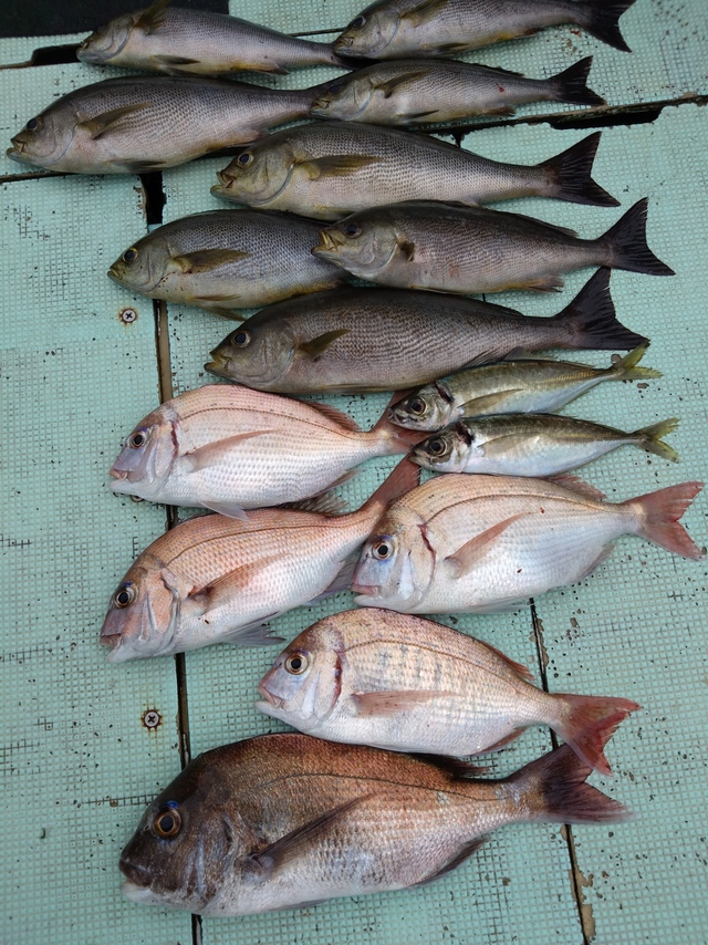 タイ(マダイ)・アジ(マアジ)・イサギ(イサキ)