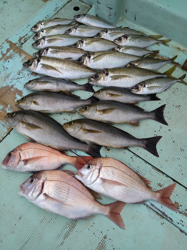 タイ(マダイ)・アジ(マアジ)・イサギ(イサキ)