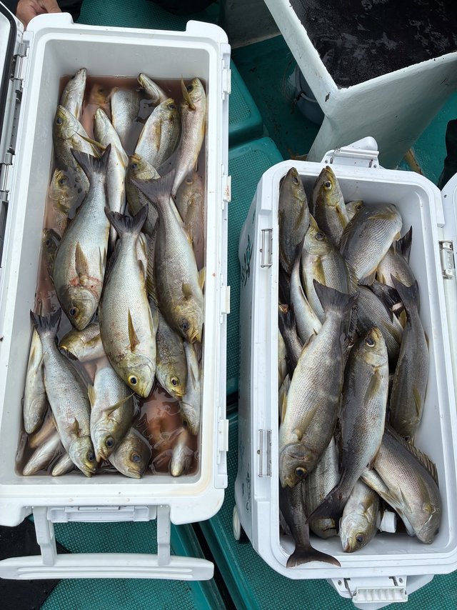 イサギ(イサキ)