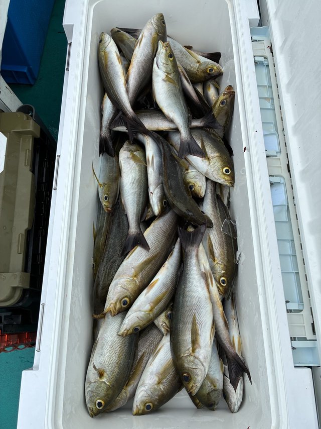 イサギ(イサキ)