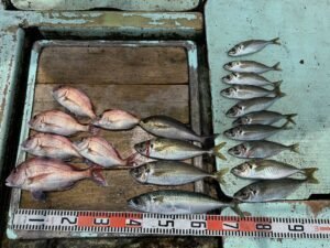 マダイ・マアジ・イサキ・マサバ