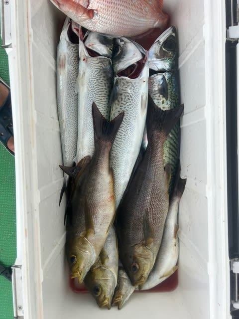 チダイ・イサキ・ゴマサバ