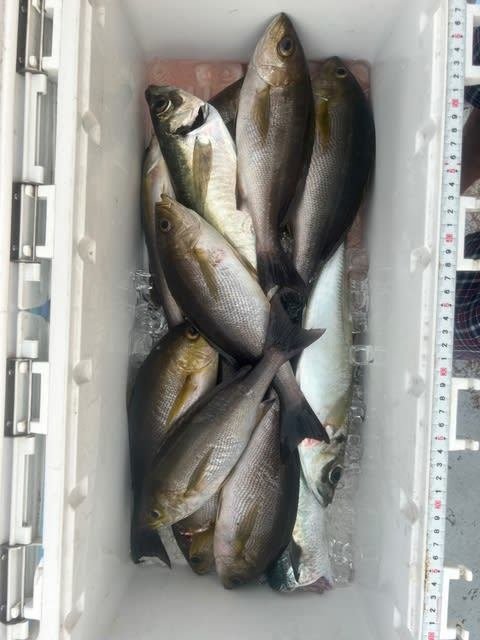 アジ(マアジ)・イサキ