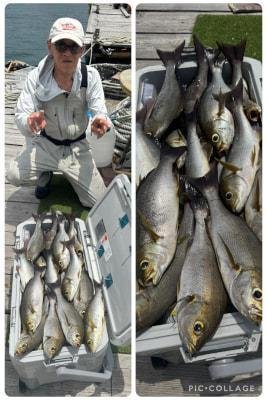 イサギ(イサキ)