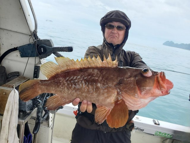 アコウ(キジハタ)