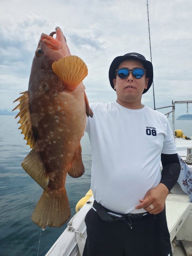 アコウ(キジハタ)