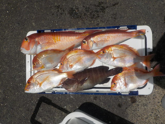 アマダイ(アカアマダイ)