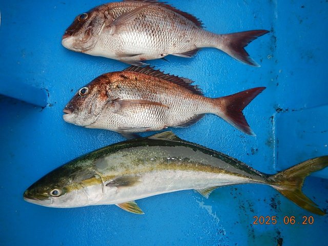 マダイ・イナワラ(ブリ)