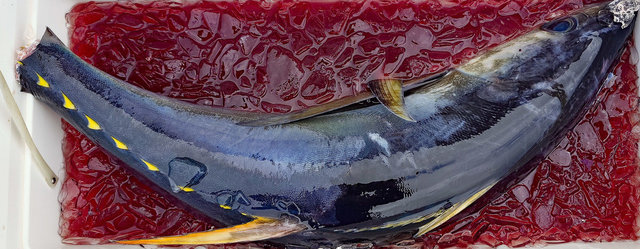 キメジ(キハダ)