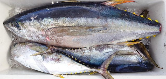 キメジ(キハダ)