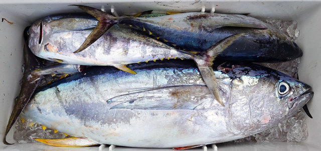 キメジ(キハダ)