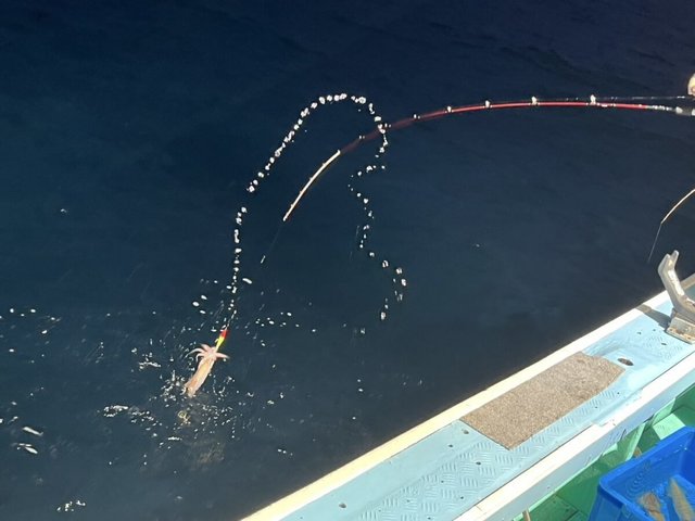 イカ(ケンサキイカ)