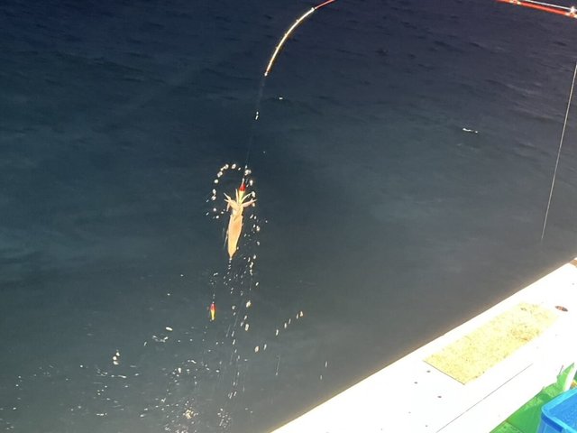 イカ(ケンサキイカ)